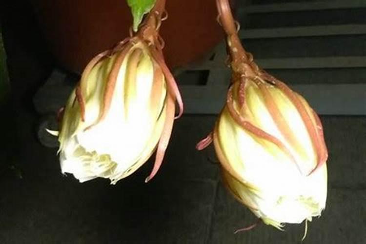 栀子花在有花蕾的时候需要上什么肥料好？
