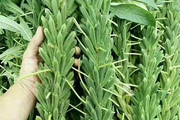 芝麻什么时间施肥最好 芝麻什么时候施肥