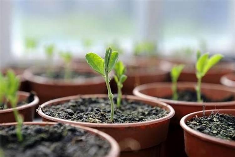 茶叶采摘得了,可不可以喷施叶茶茶叶采摘得了可不可以喷施叶面肥？