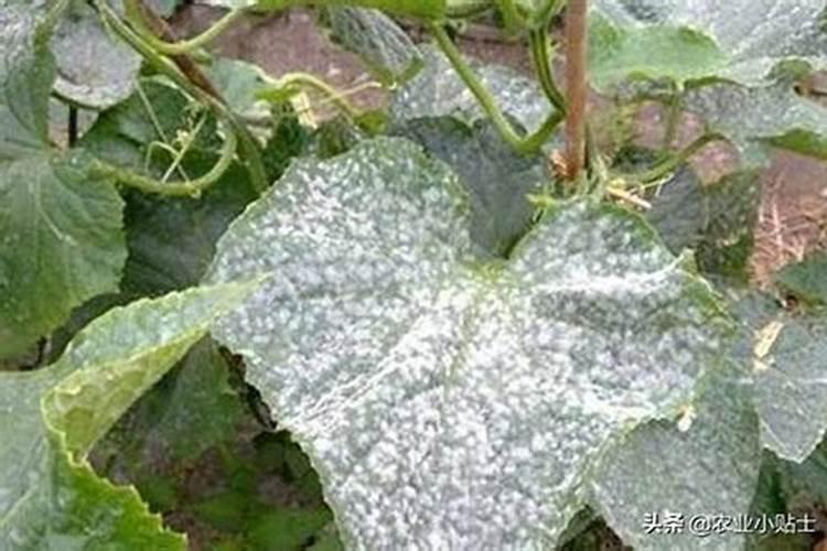 当葡萄出现白粉病时,什么药物治疗效果是最好的