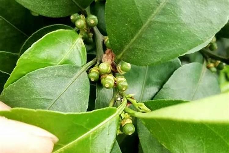 芸苔素:抗低温、抗干旱、保花保果、改善品质 天然芸苔素甾醇应用前景...