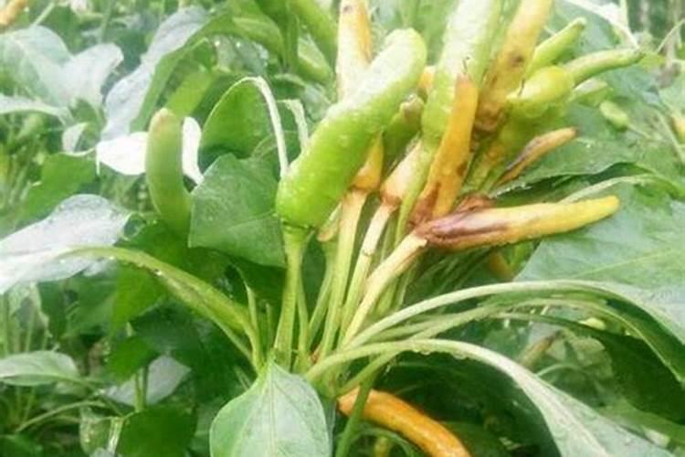 辣椒树用什么肥料最好