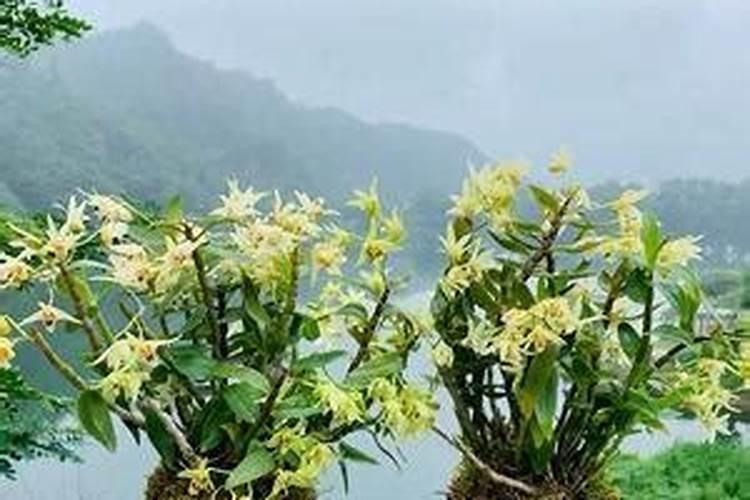 氮肥和磷肥还有钾肥,哪一种肥料对植物的生长好处最大呢