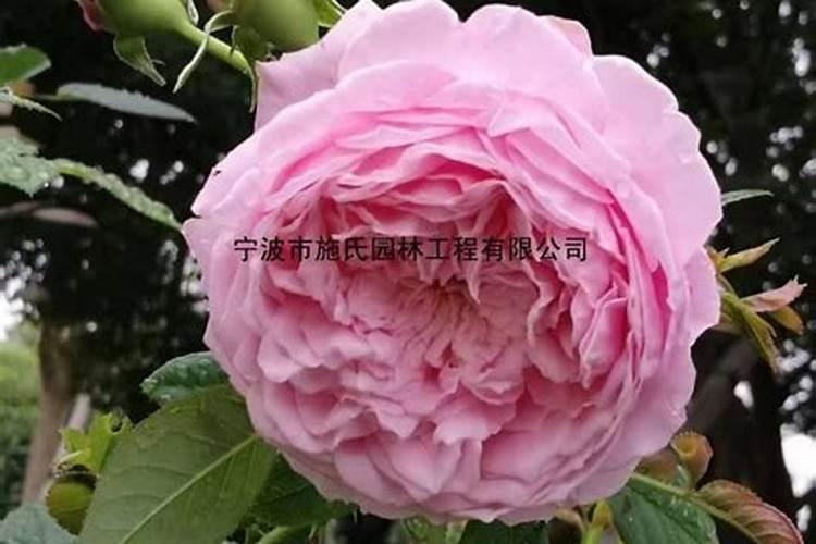 月季最好的肥料是哪种