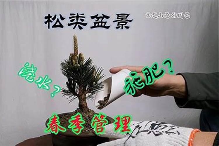 松树用什么肥料最好