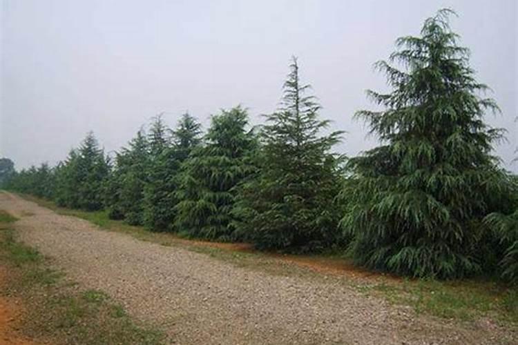 种松树一般施什么肥料