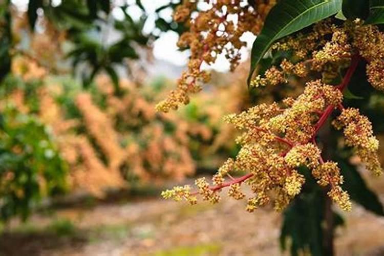 让芝麻灌浆快成熟早质粒饱满喷什么叶面肥？