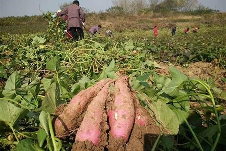 三角梅用什么肥料开花