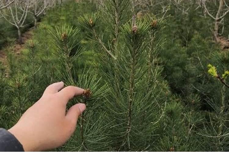 植物全磷、全氮、全钾的测定