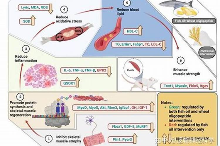 鲤鱼肚子里有那种大块的白色的像白油的东西是什么啊？能吃吗？