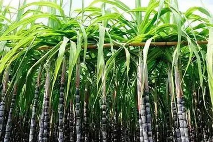 河南甘蔗施肥时间及方法 使用正确的甘蔗施肥时间和方法可以提高收成...