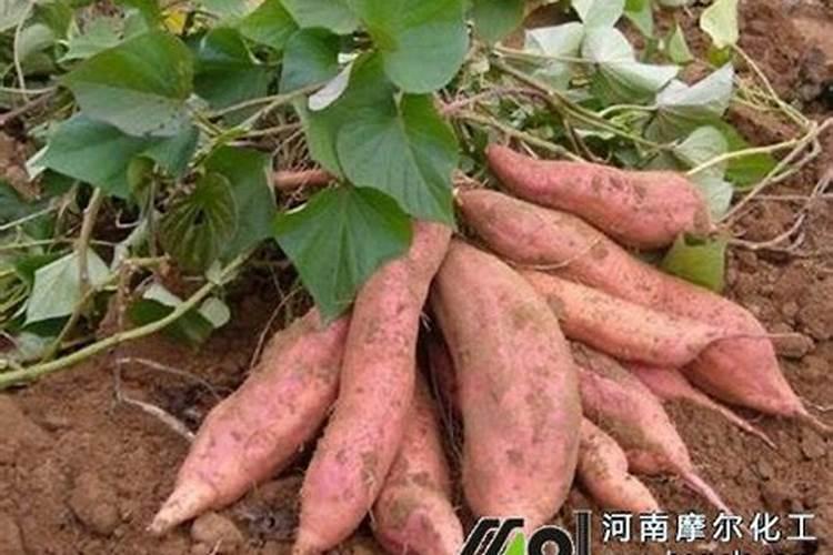 怀山药种植每年都要育种吗？为什么？