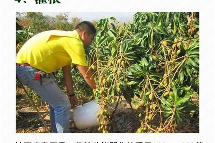 桃树最好的肥料是什么？