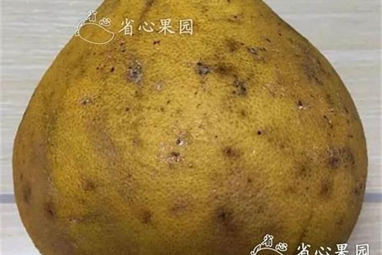 柚子施什么肥最甜