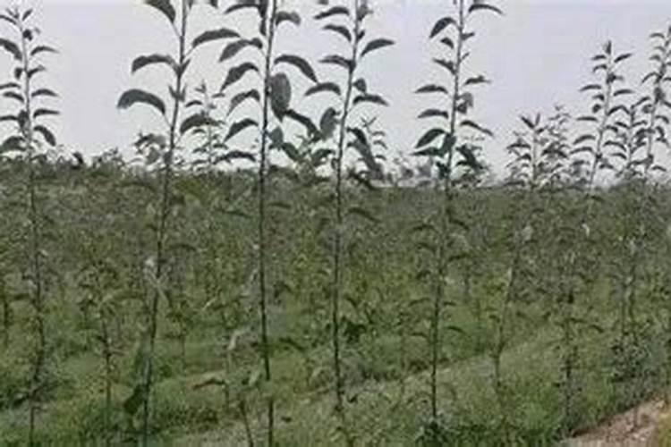 怎样发酵秸秆做有机肥