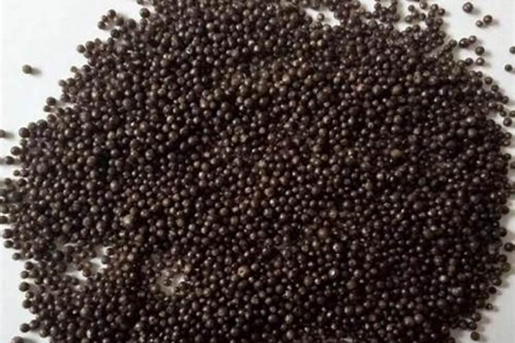 八月份可以种植西瓜吗8月适合种植什么水果