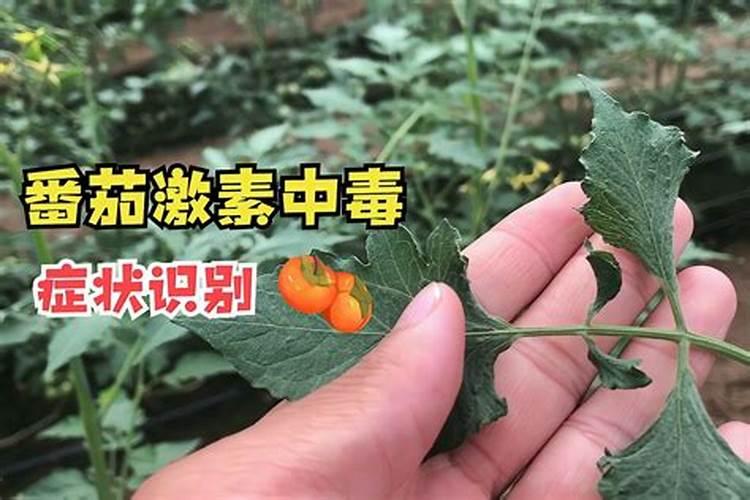 蕃茄长果了追什么肥