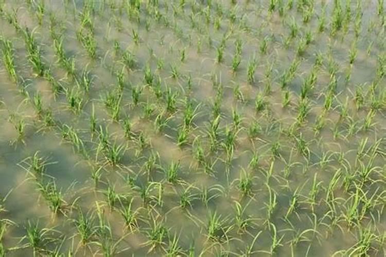 水稻秧苗什么时候施首次肥比较好？