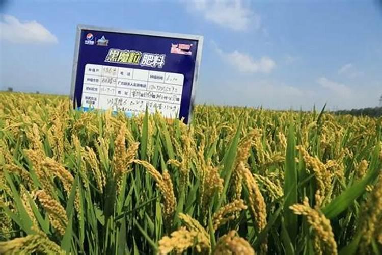 黄瓜黄叶病怎么治用什么药