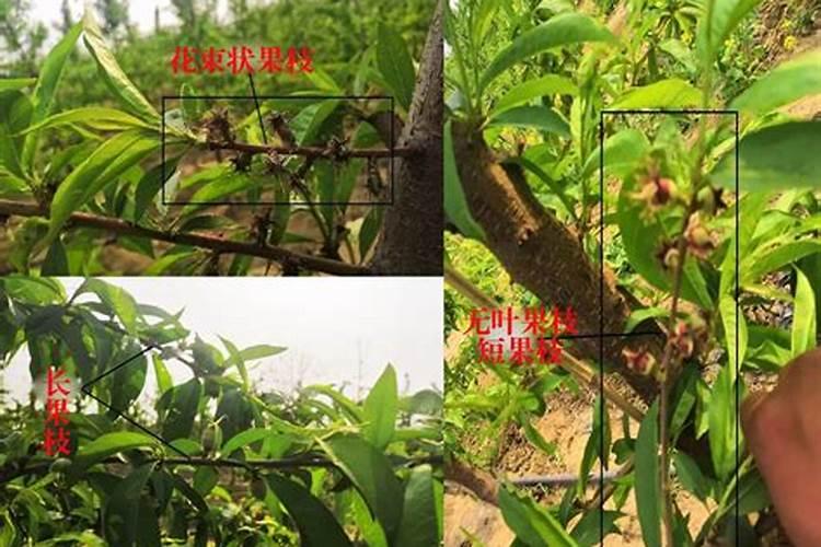 梨树缺钙危害大,怎样补钙更合理？