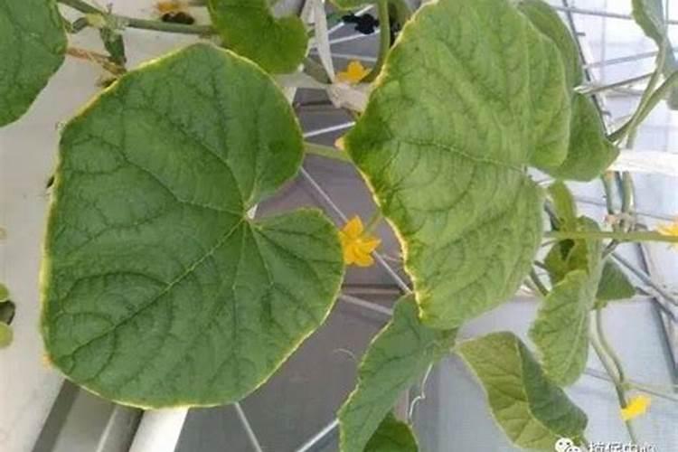 黄瓜缺钾的表现是什么