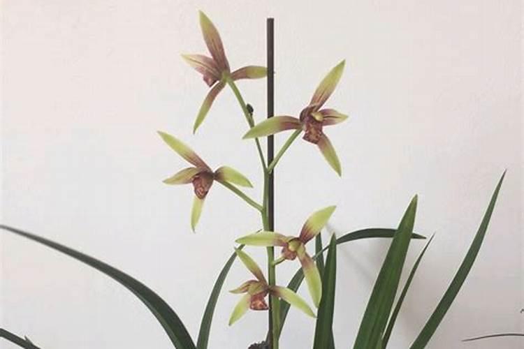 种大豆、花生等豆科植物,不需要多施氮肥,原因是( )A.土壤中氮肥较多B...