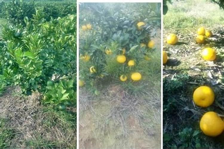 亚磷酸钾用在果树控旺在什么时期使用效果更好？