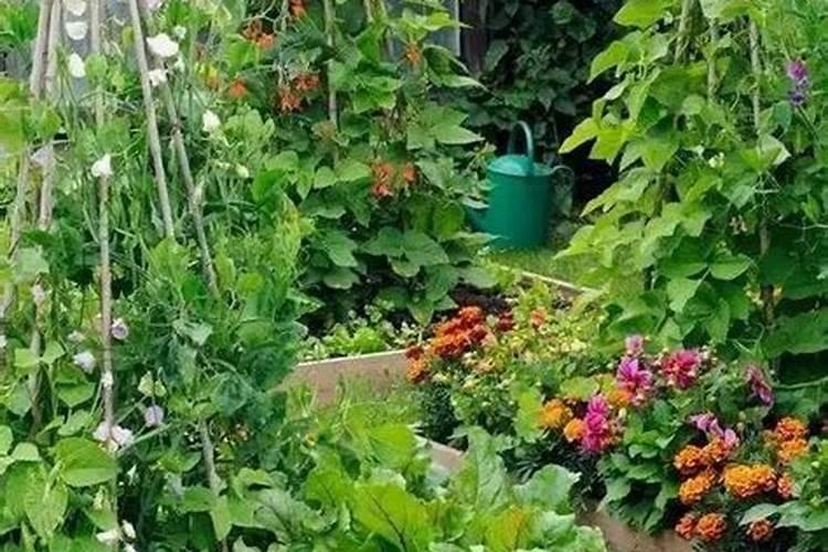 养花种花种菜 养花用什么肥最好