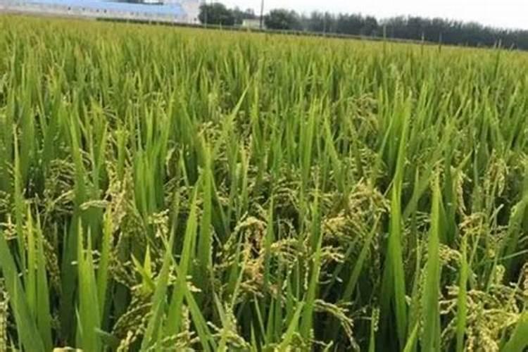 芸苔素的基本信息