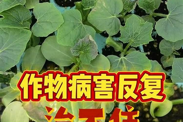 温室番茄怎样用硼砂肥