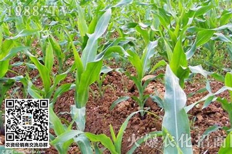 玉米被水淹黄怎么办玉米叶面肥有哪些好