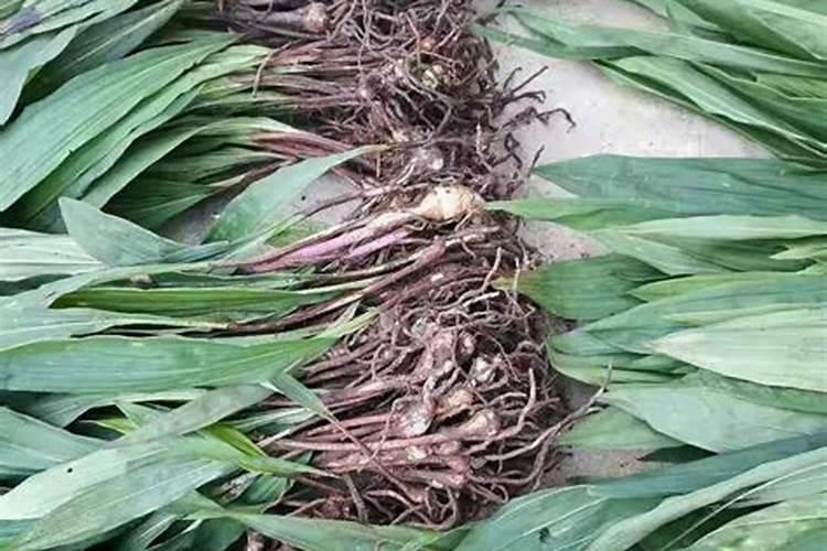大量元素水溶肥料和复合肥的区别