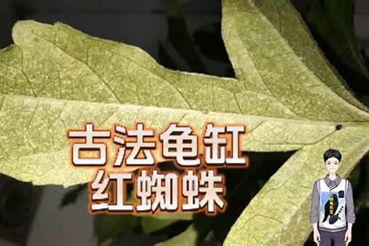 菊花茶怎么种植