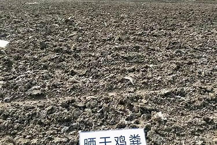 杉木如何施肥