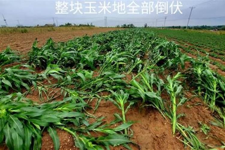 梦见蛇爬床上什么意思