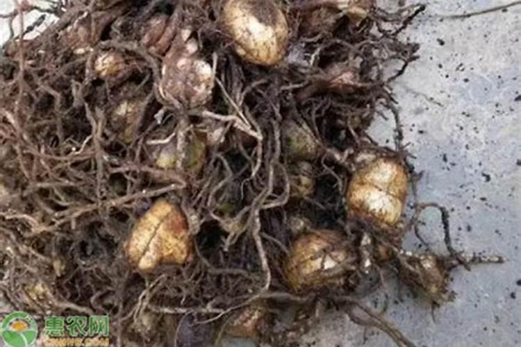 毛慈菇种植技术种子育苗