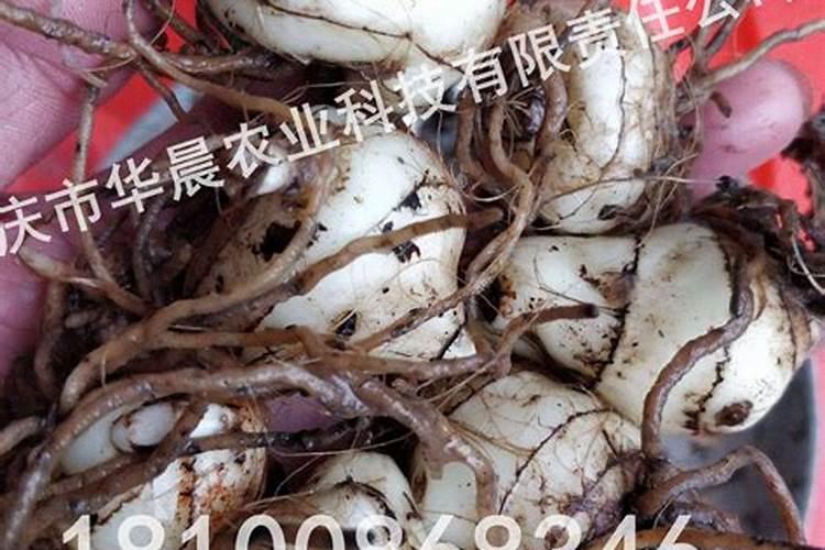 毛慈菇种植条件和方法