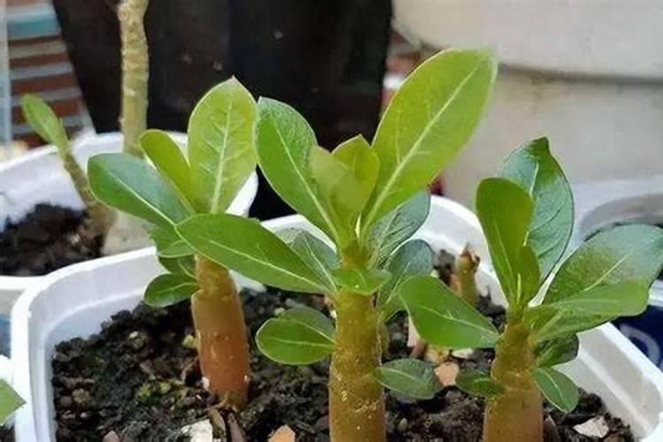什么肥可以让花开花