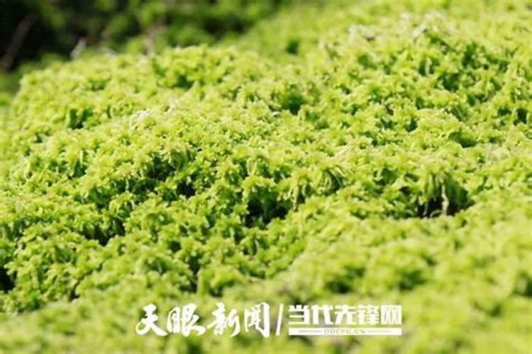粪便如何发酵