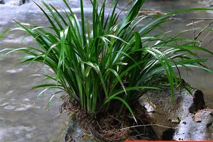 石菖蒲可以水培吗