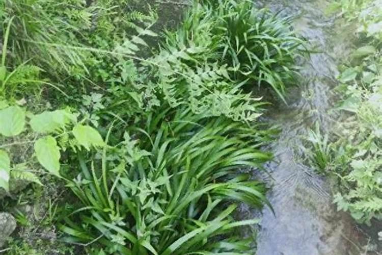 野生石菖蒲适合室内水栽可以吗？请各位见解……