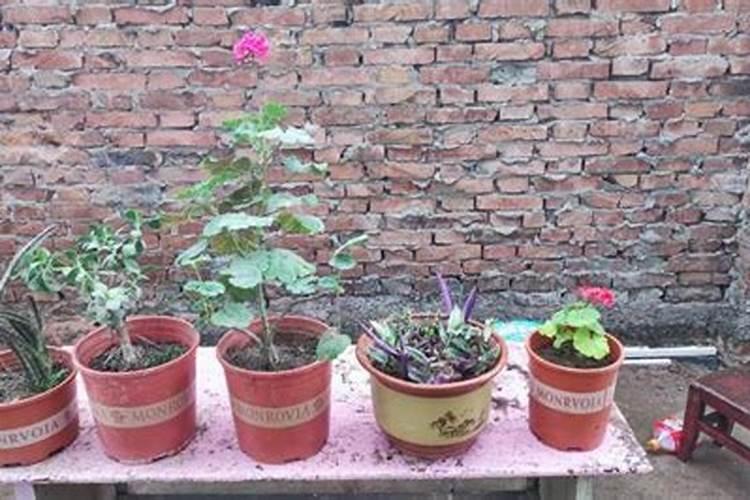 马铃薯种植高产技巧 土豆应该怎么施肥