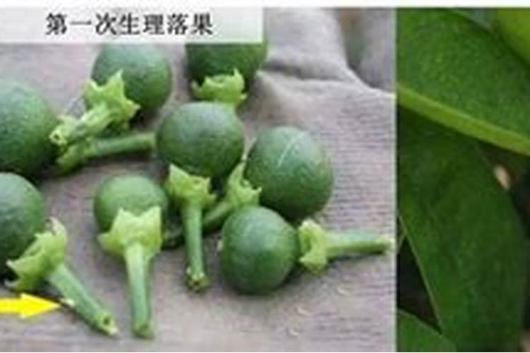 怎么给花补氮肥 兑水对着叶子喷补肥料