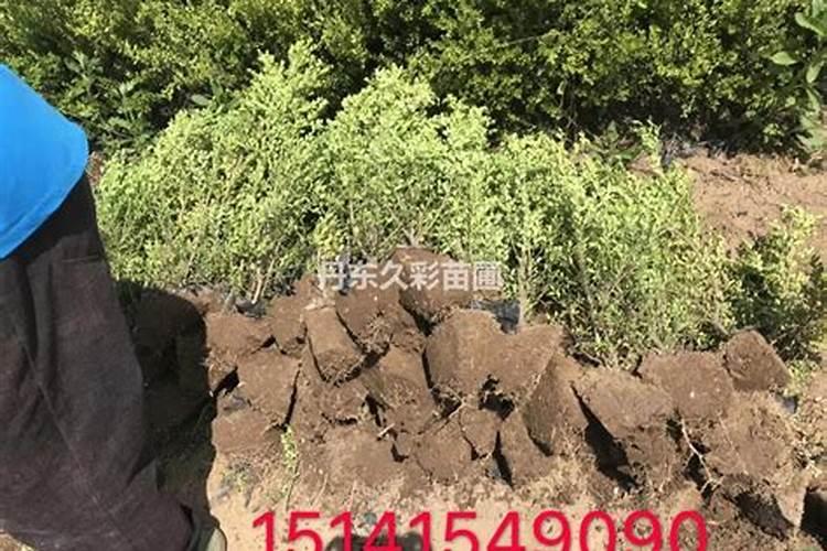 什么钾肥最好？哪生产