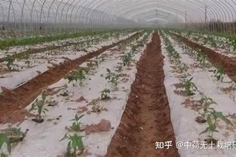 百香果种植致富简易大棚搭建方法