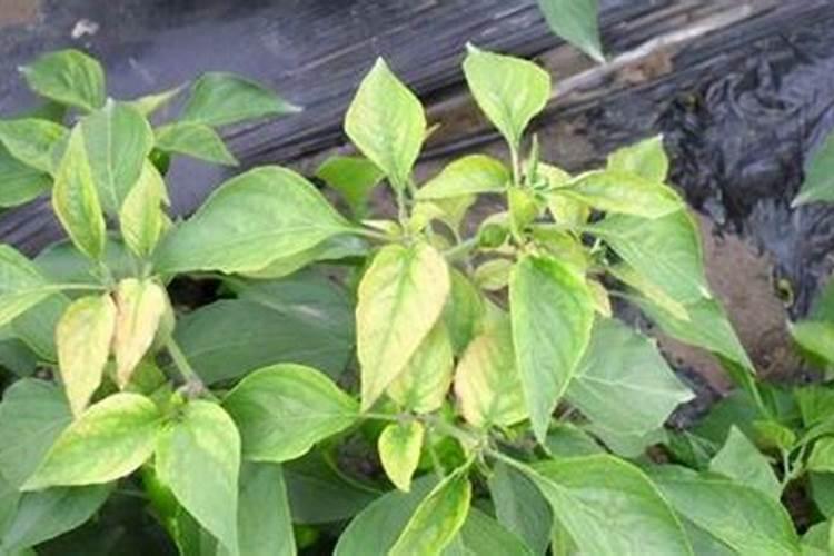 植物尖发黄缺什么 有什么解决方法