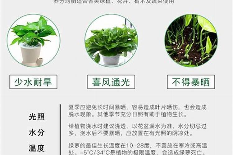 薄荷苗怎么移植 薄荷苗如何移植