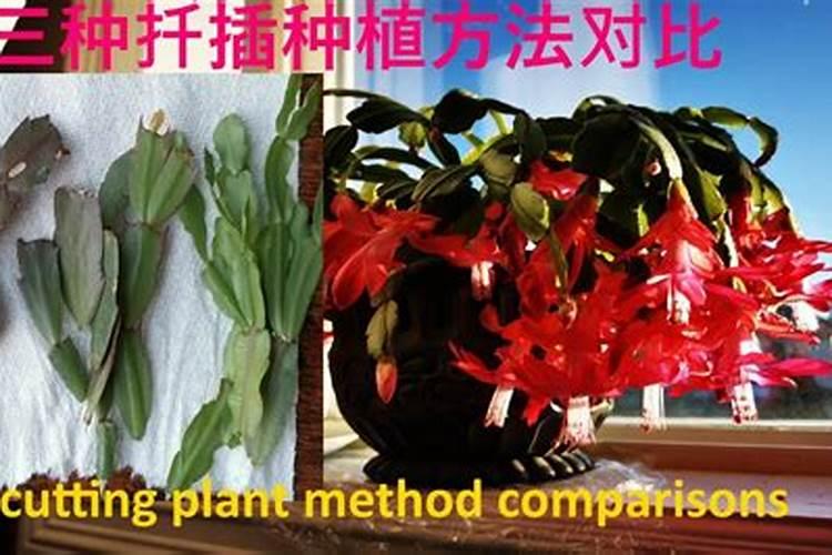 葡萄种植需要施什么肥料