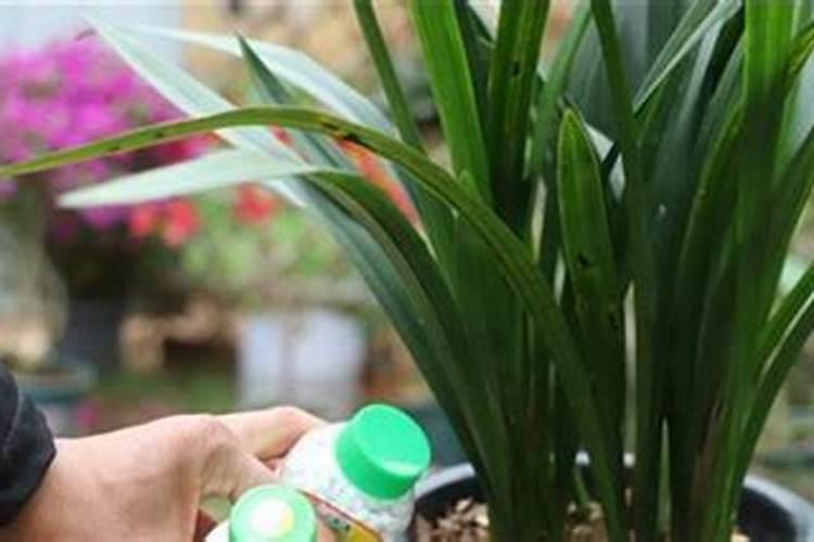 如何正确给兰花施肥？