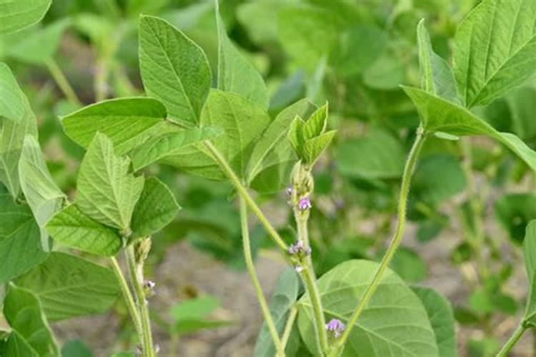 施什么肥白菜长的最茂盛